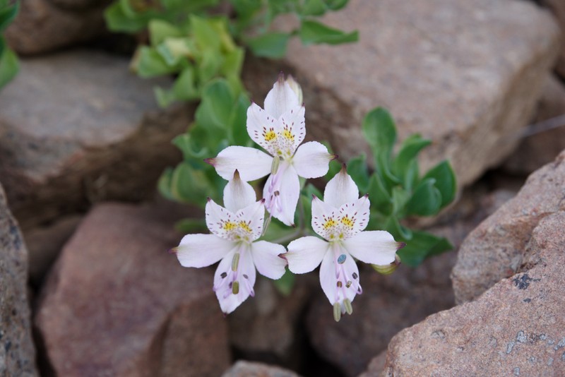Alstroemeria paupercula photo 2