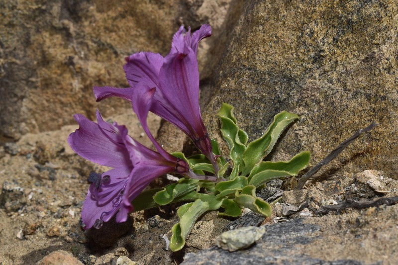 Alstroemeria paupercula photo 4