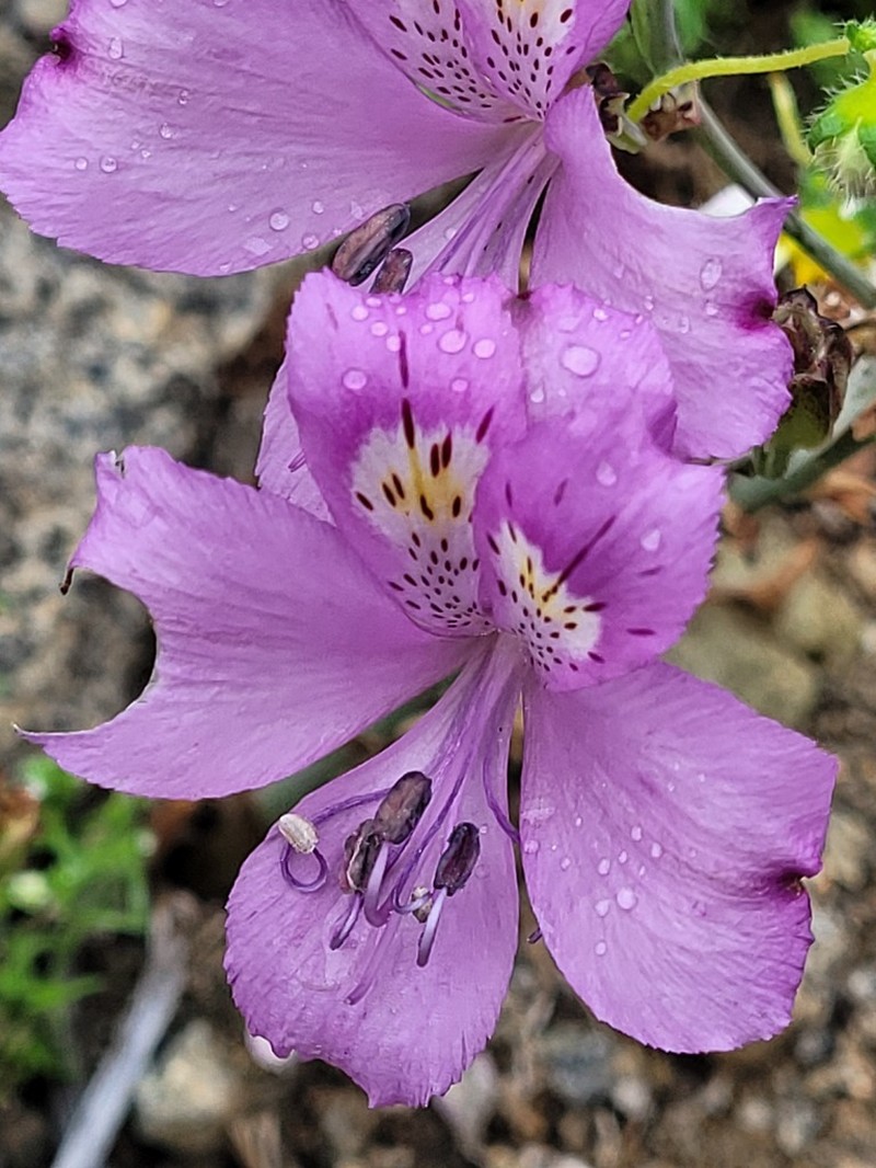 Alstroemeria paupercula photo 5