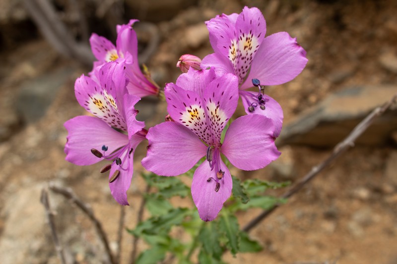 Alstroemeria paupercula photo 8