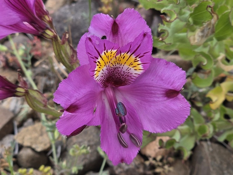 Alstroemeria philippii
