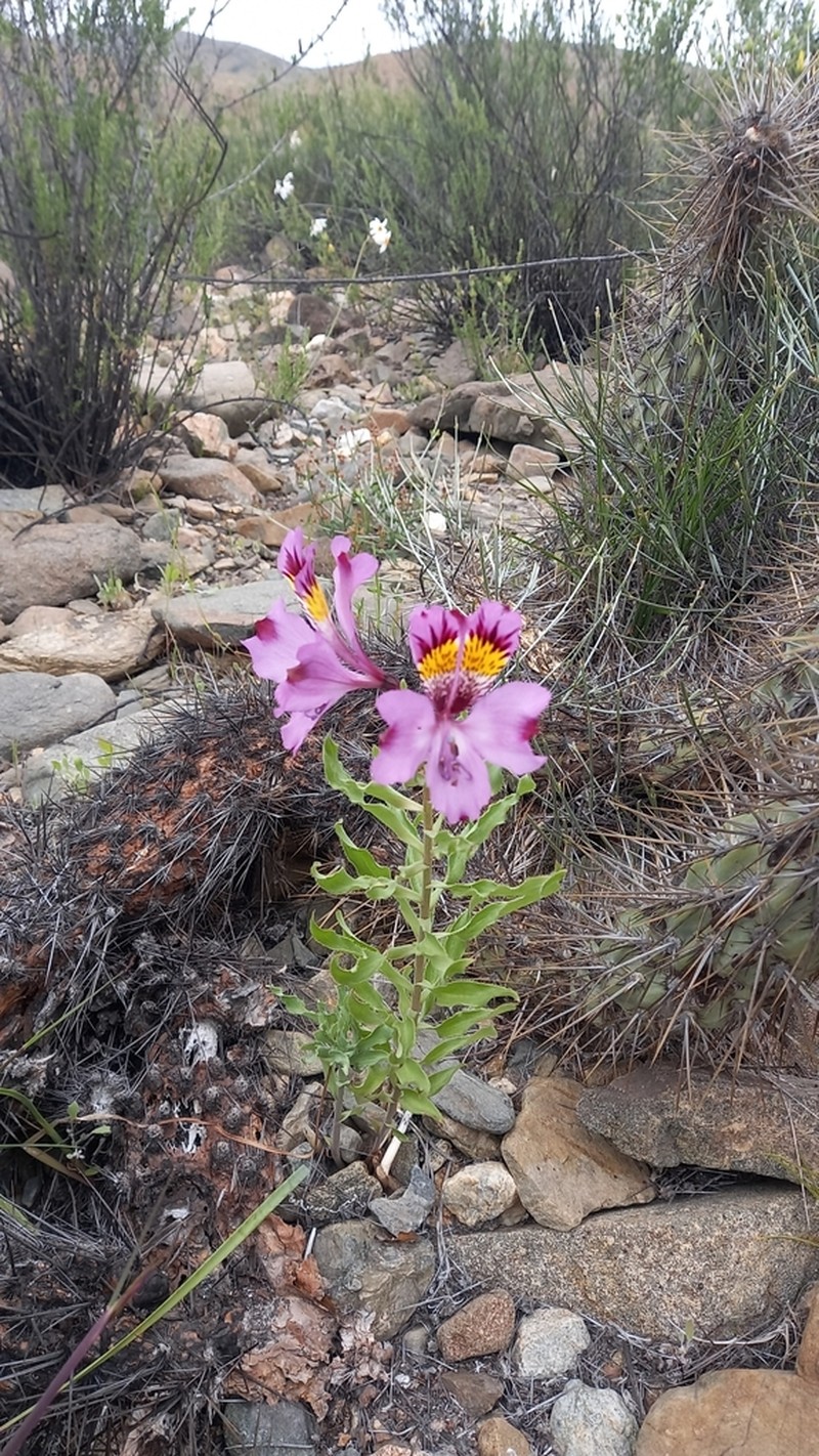 Alstroemeria philippii photo 2