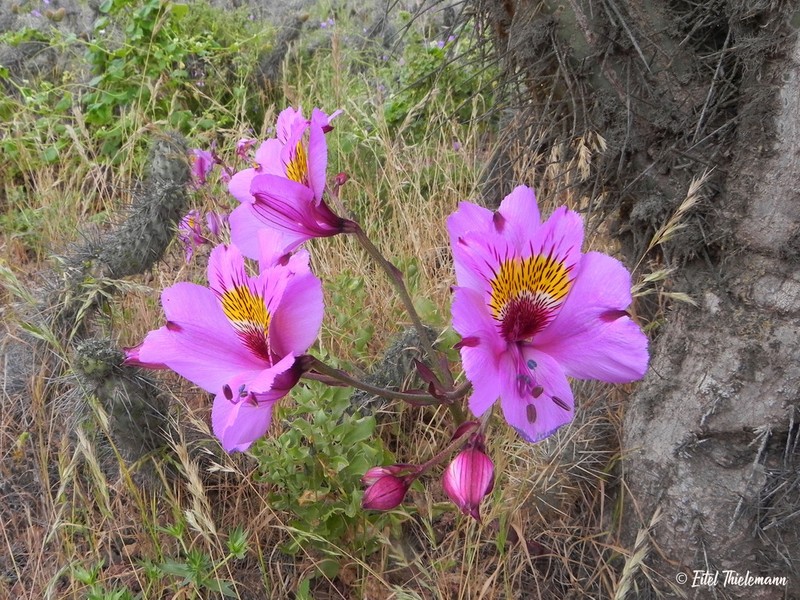 Alstroemeria philippii photo 3