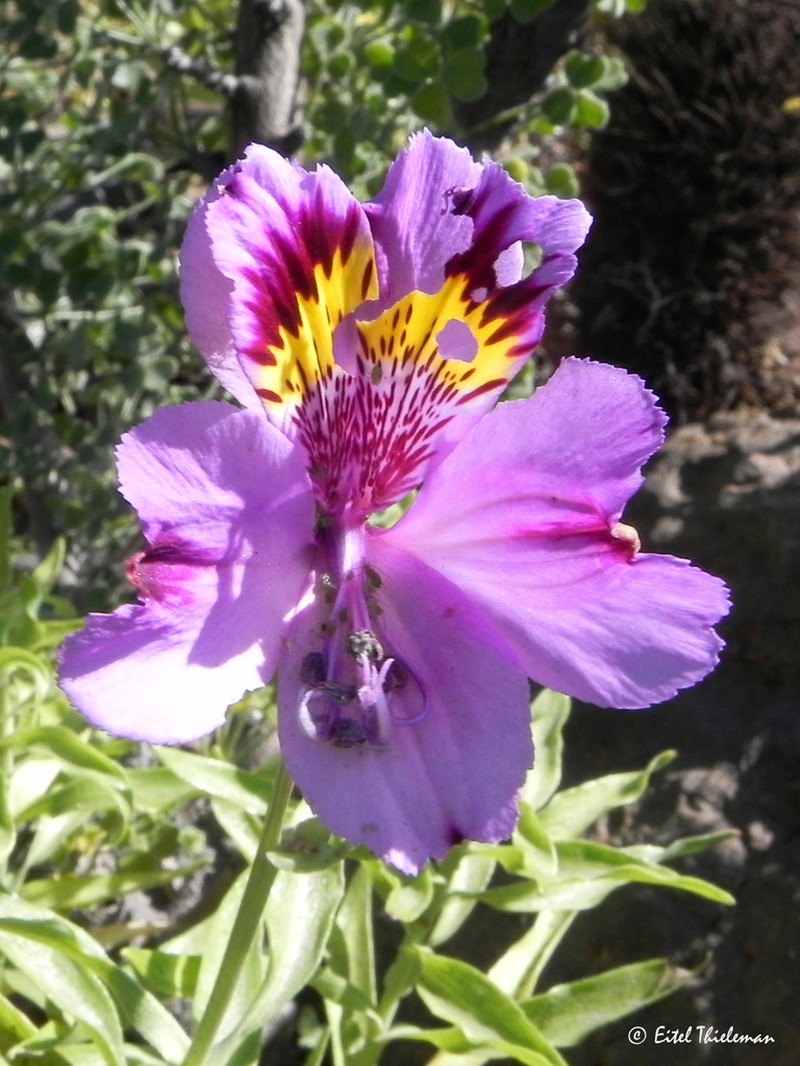 Alstroemeria philippii photo 4
