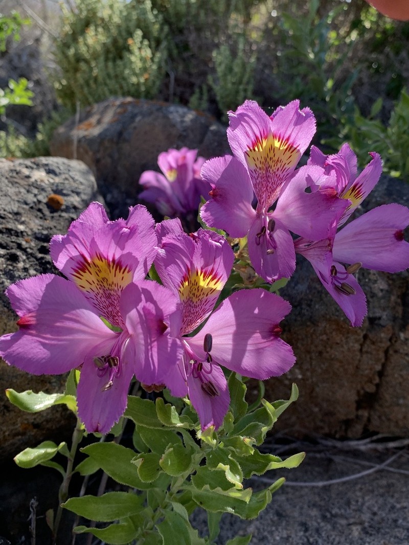 Alstroemeria philippii photo 5