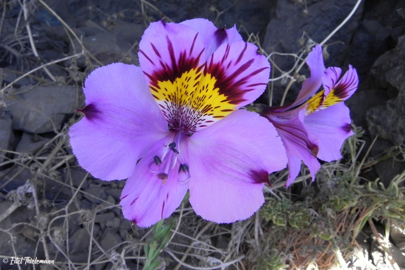 Alstroemeria philippii photo 7