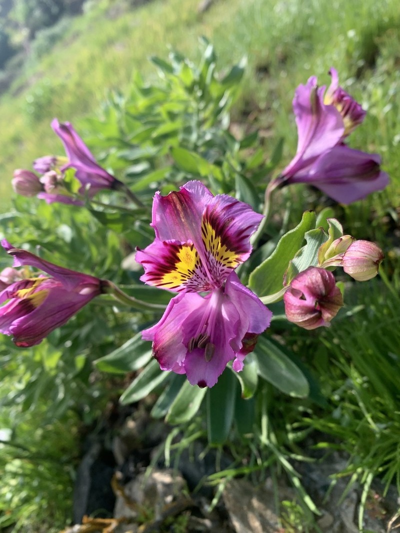 Alstroemeria philippii photo 8