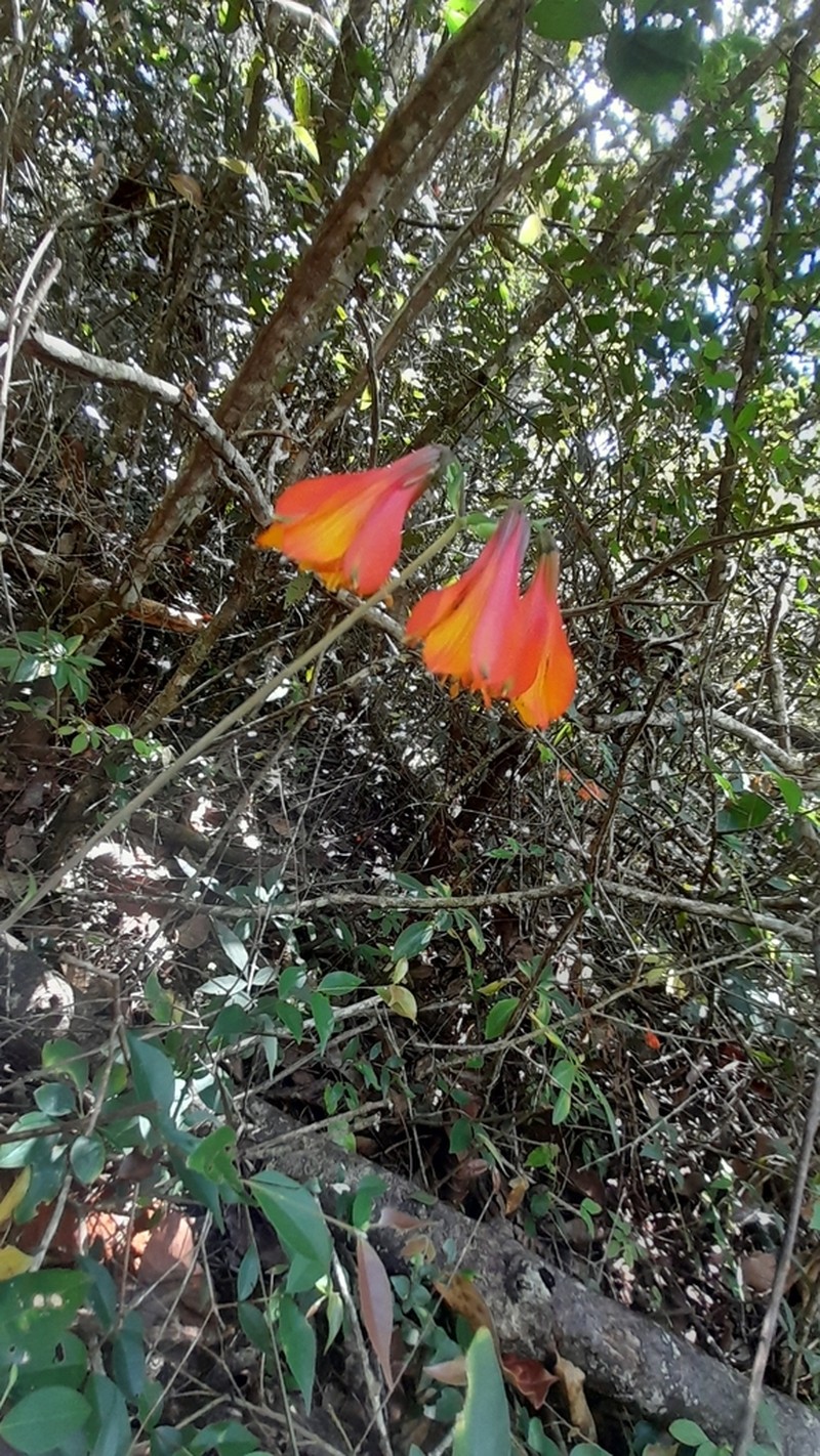 Alstroemeria piauhyensis photo 3