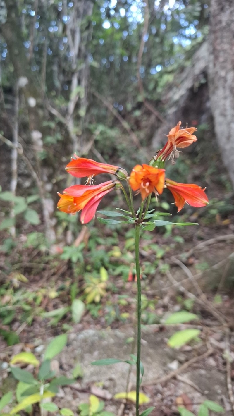 Alstroemeria piauhyensis photo 4
