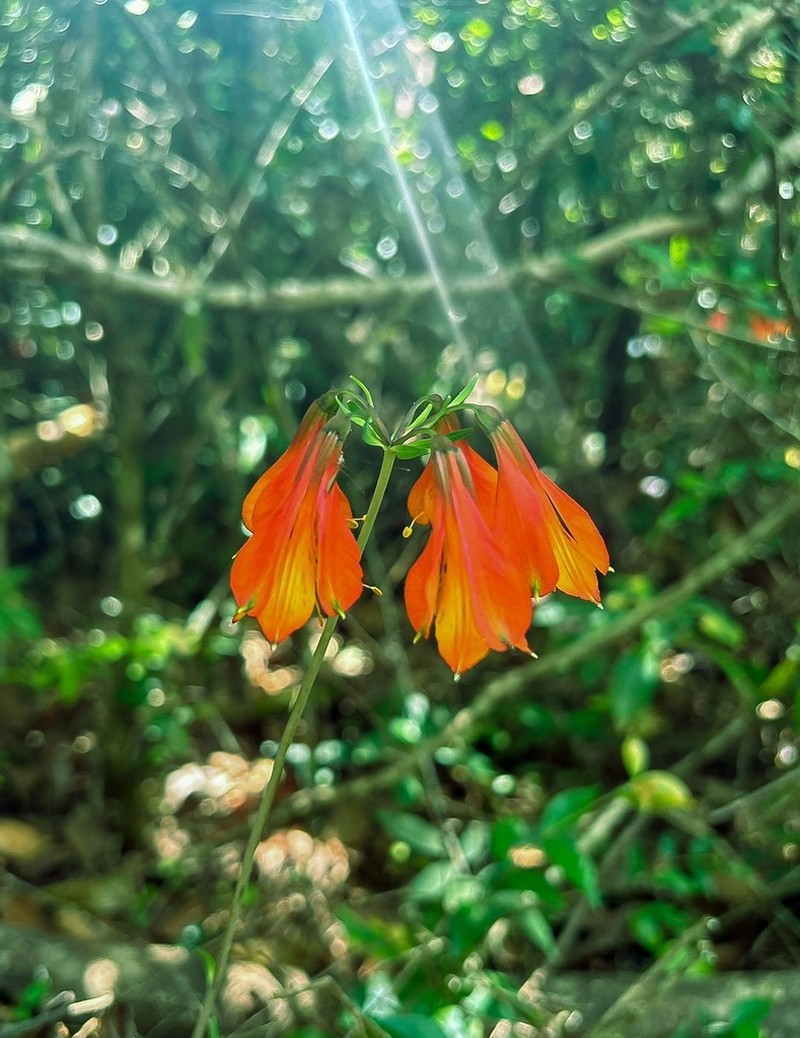Alstroemeria piauhyensis photo 5