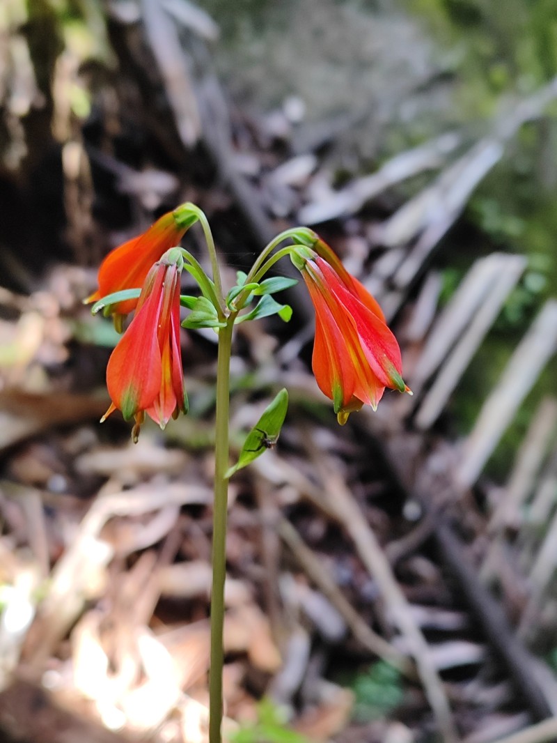 Alstroemeria piauhyensis photo 6