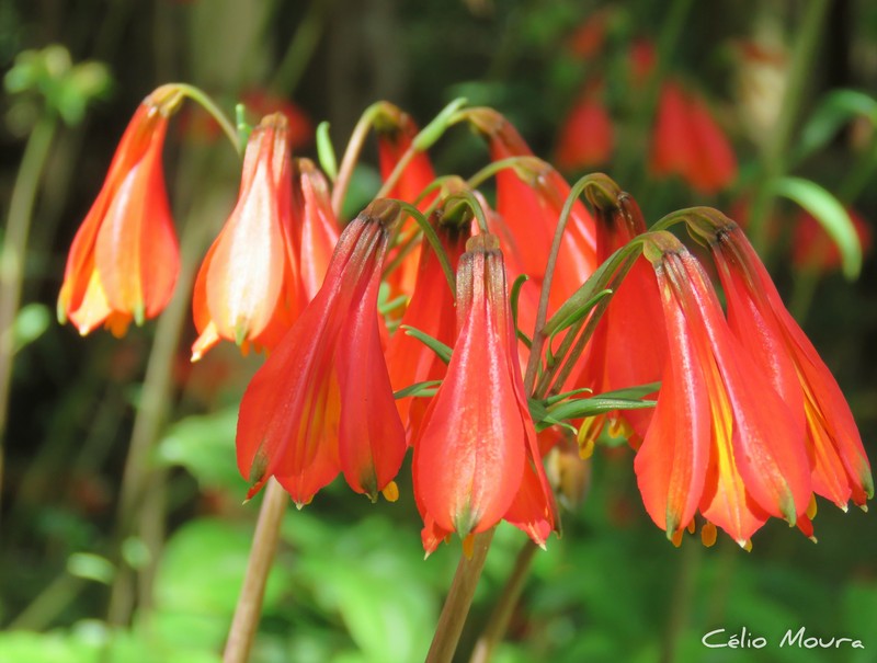 Alstroemeria piauhyensis photo 7