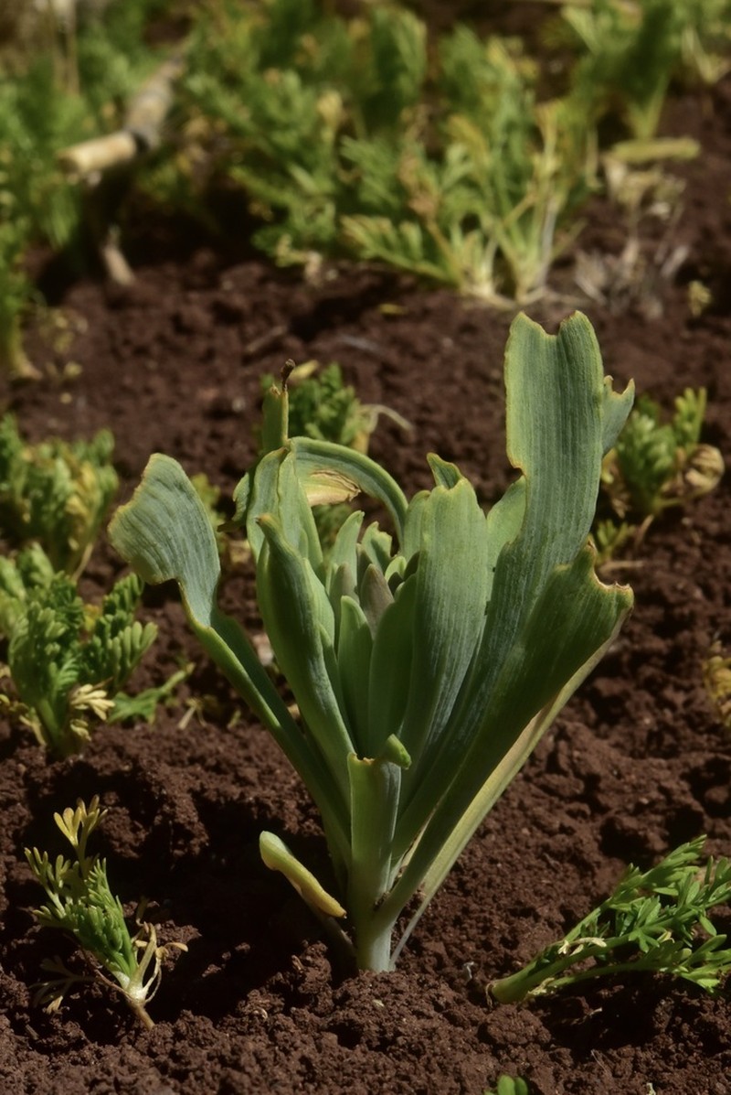 Alstroemeria piperata photo 2