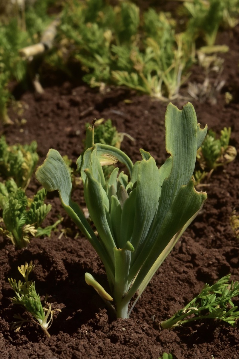 Alstroemeria piperata photo 3