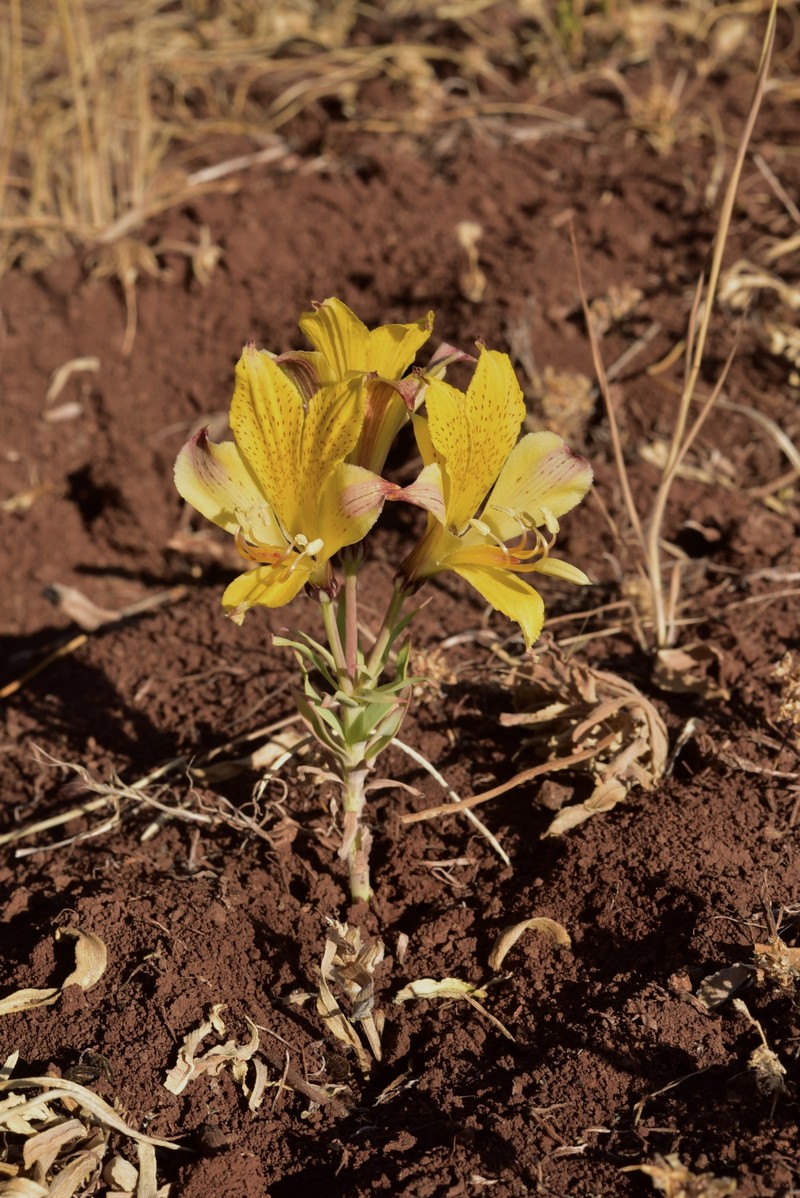 Alstroemeria piperata photo 4