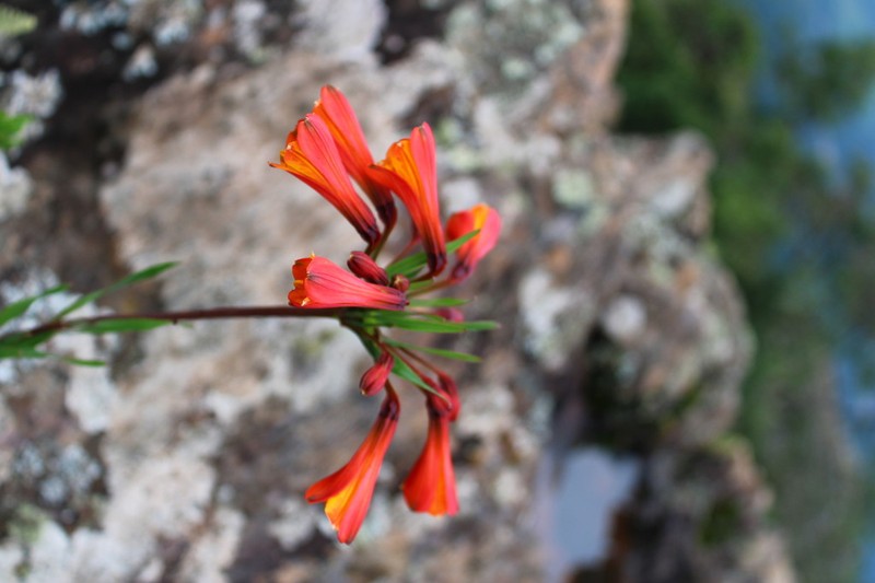 Alstroemeria plantaginea