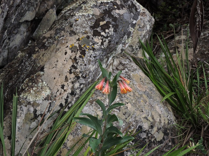 Alstroemeria plantaginea photo 2