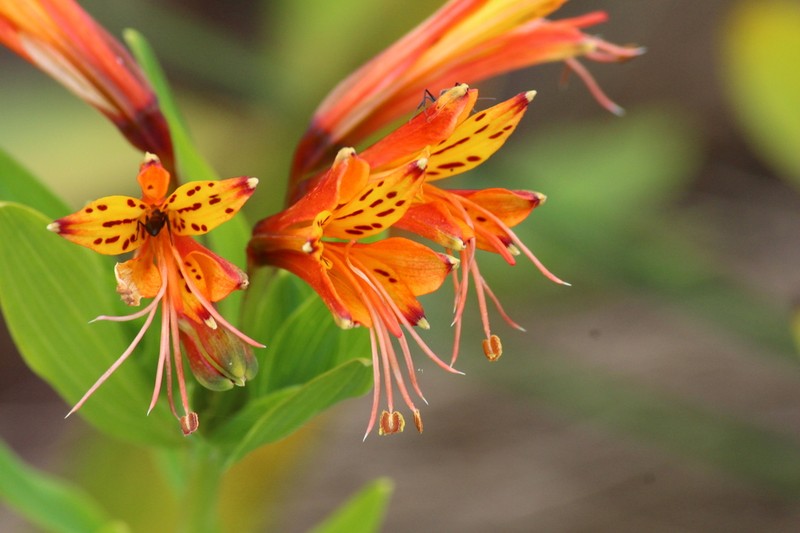 Alstroemeria plantaginea photo 3