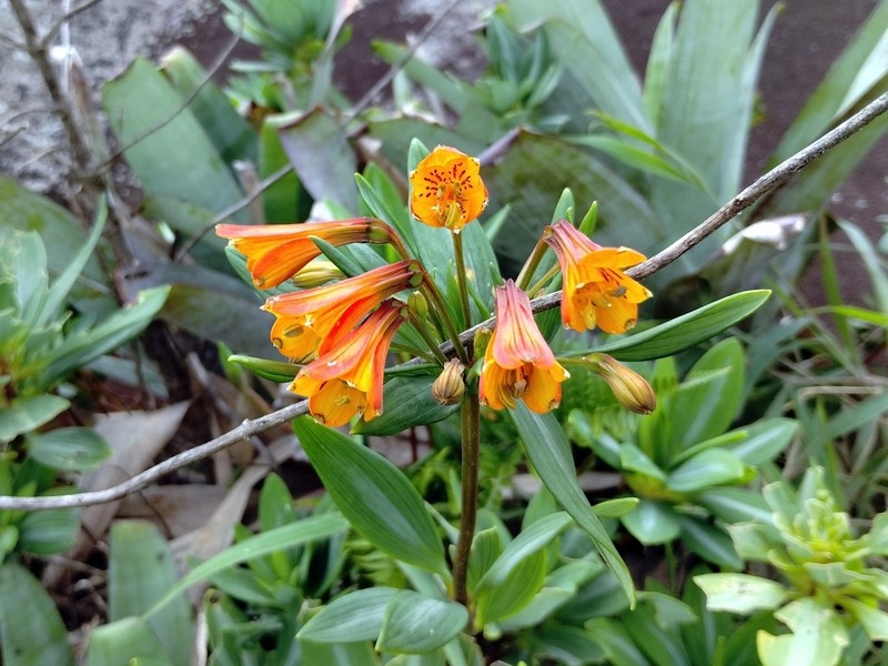 Alstroemeria plantaginea photo 4