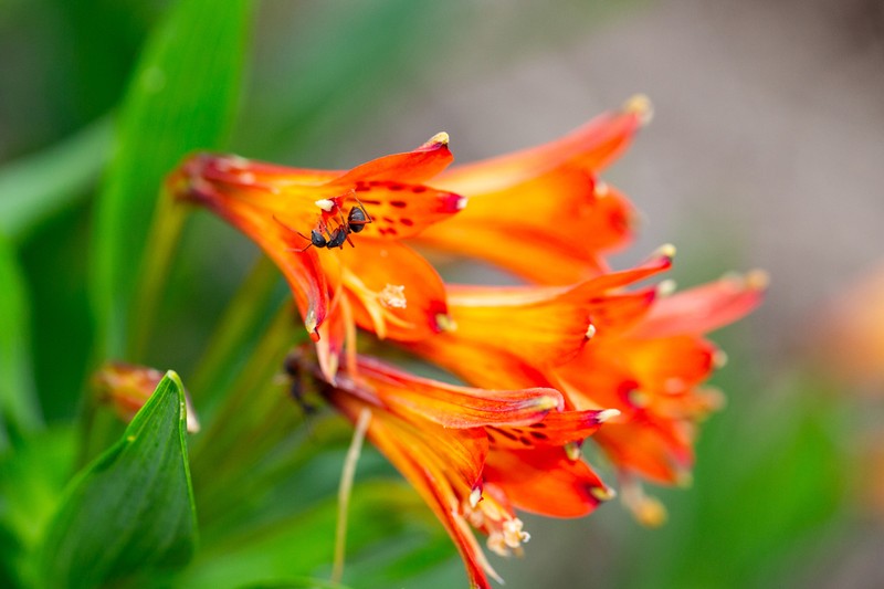 Alstroemeria plantaginea photo 5