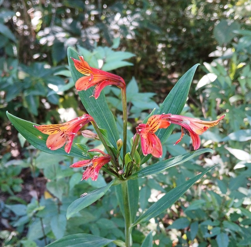 Alstroemeria plantaginea photo 6