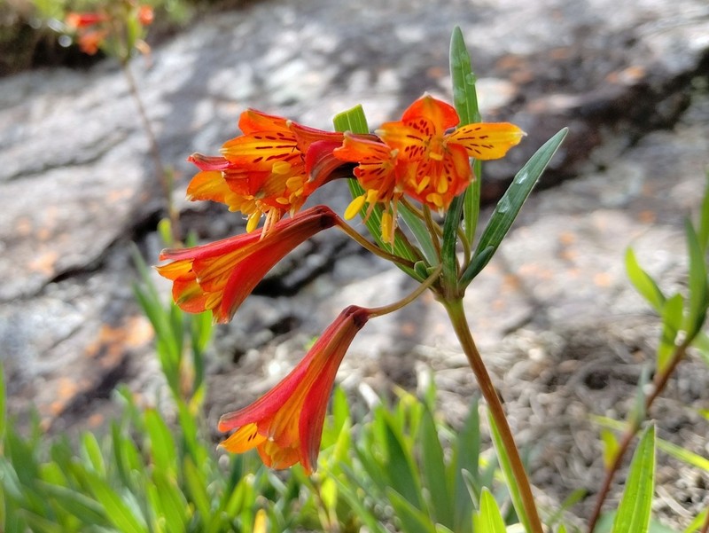 Alstroemeria plantaginea photo 7