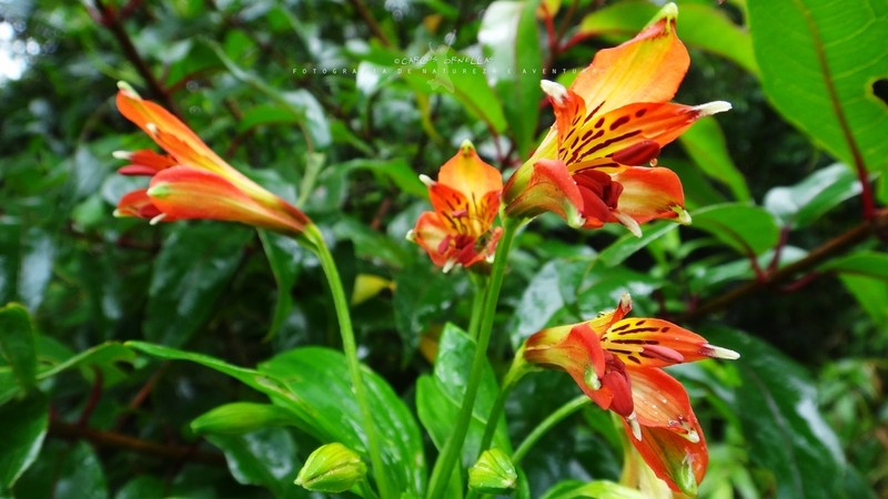 Alstroemeria plantaginea photo 8