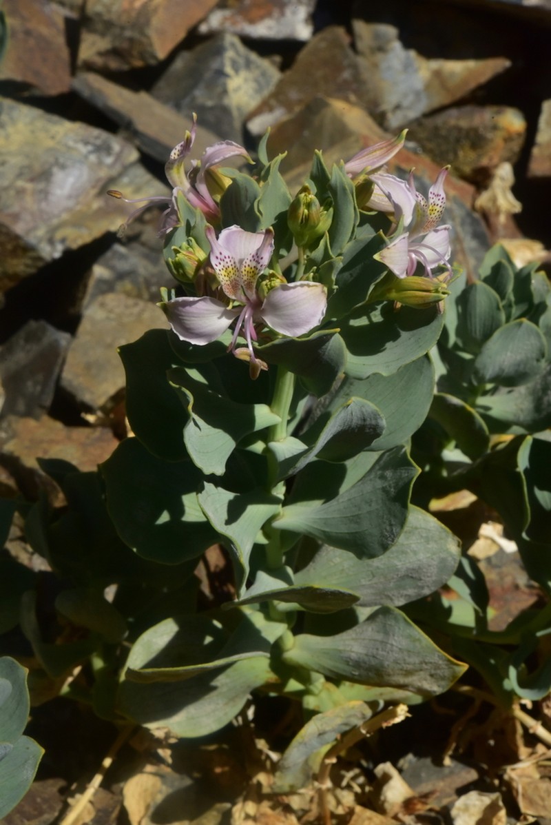 Alstroemeria polyphylla
