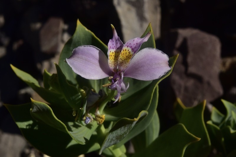 Alstroemeria polyphylla photo 2