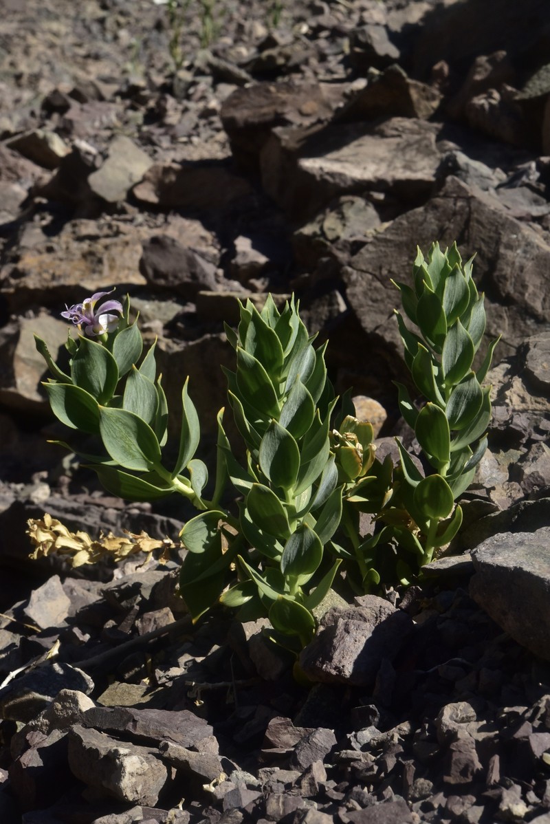 Alstroemeria polyphylla photo 3