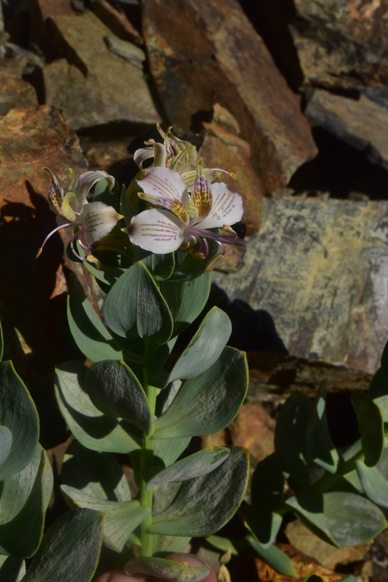 Alstroemeria polyphylla photo 4