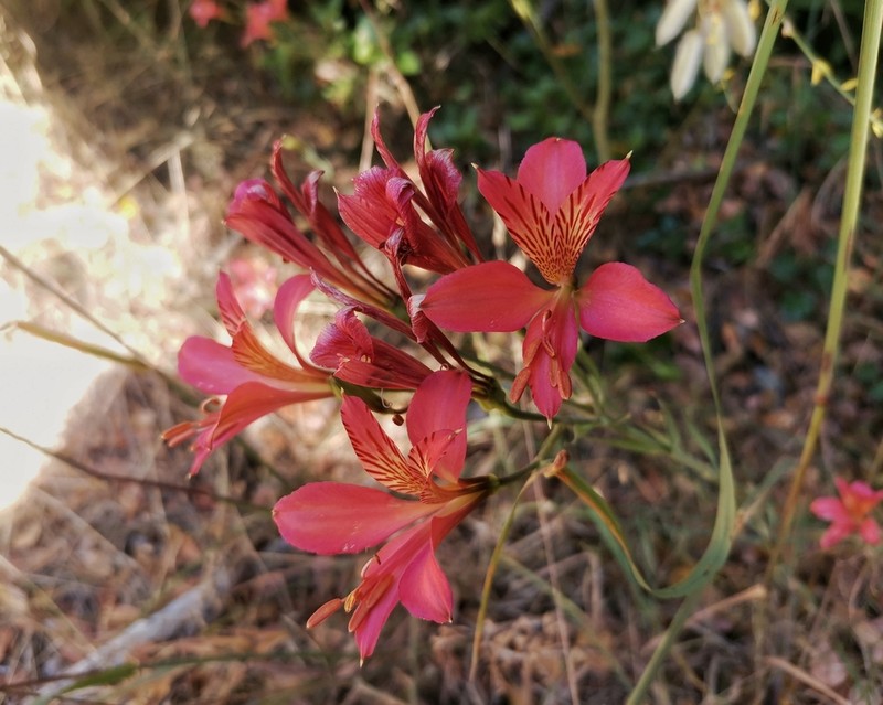 Alstroemeria presliana