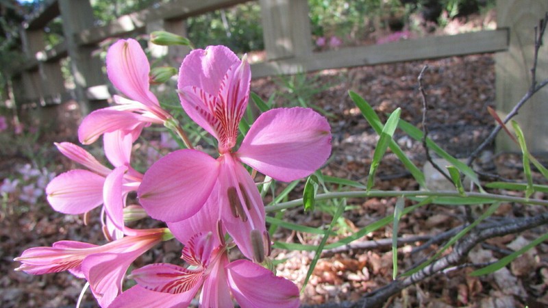 Alstroemeria presliana photo 2