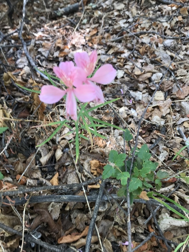 Alstroemeria presliana photo 3