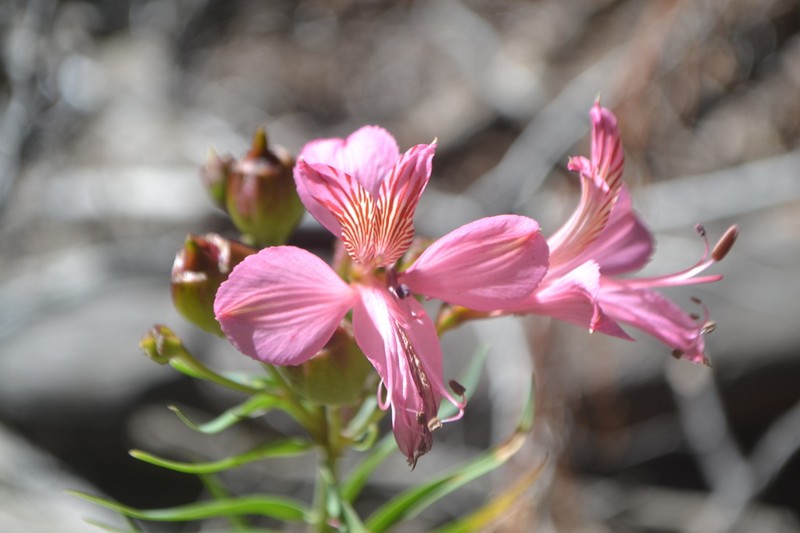 Alstroemeria presliana photo 4