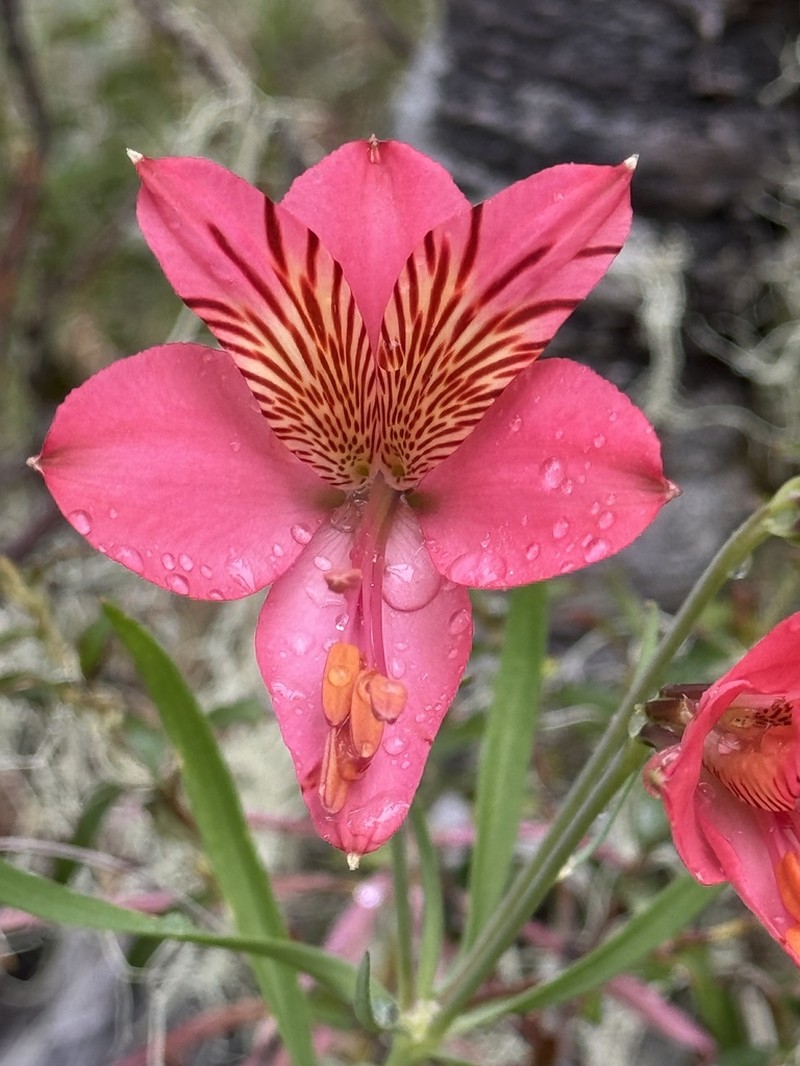 Alstroemeria presliana photo 5
