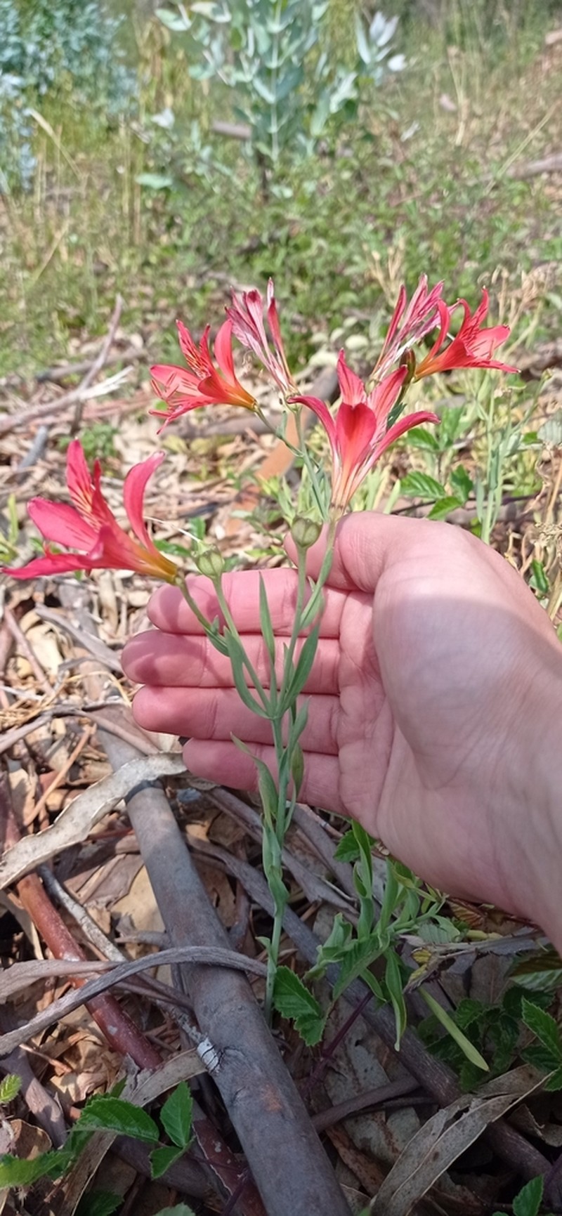 Alstroemeria presliana photo 6