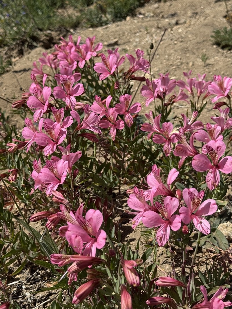 Alstroemeria presliana photo 7
