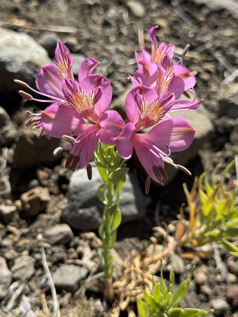 Alstroemeria presliana photo 8