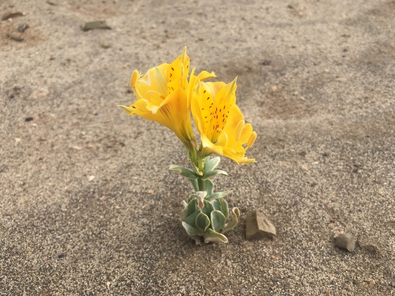 Alstroemeria pseudospathulata