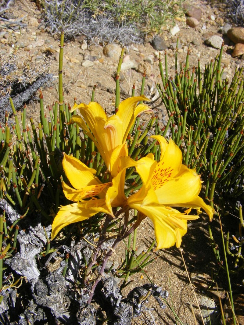 Alstroemeria pseudospathulata photo 2