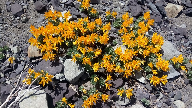 Alstroemeria pseudospathulata photo 3