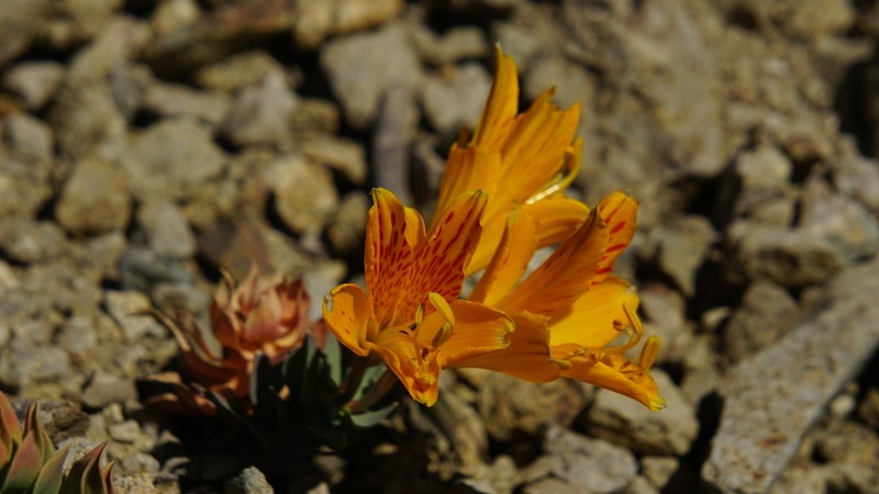 Alstroemeria pseudospathulata photo 4