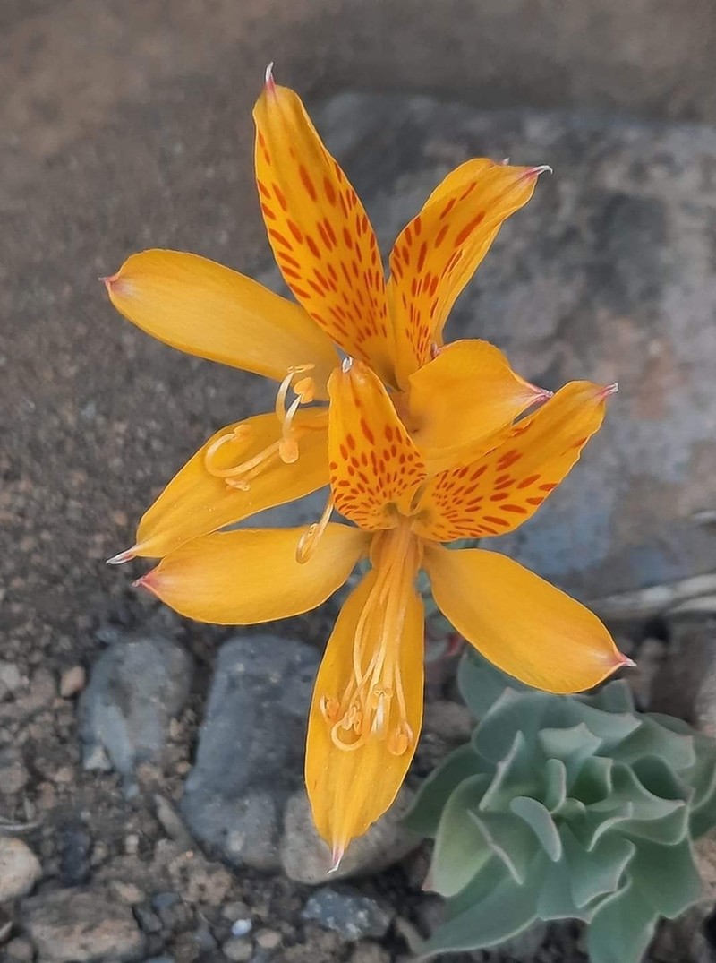 Alstroemeria pseudospathulata photo 5
