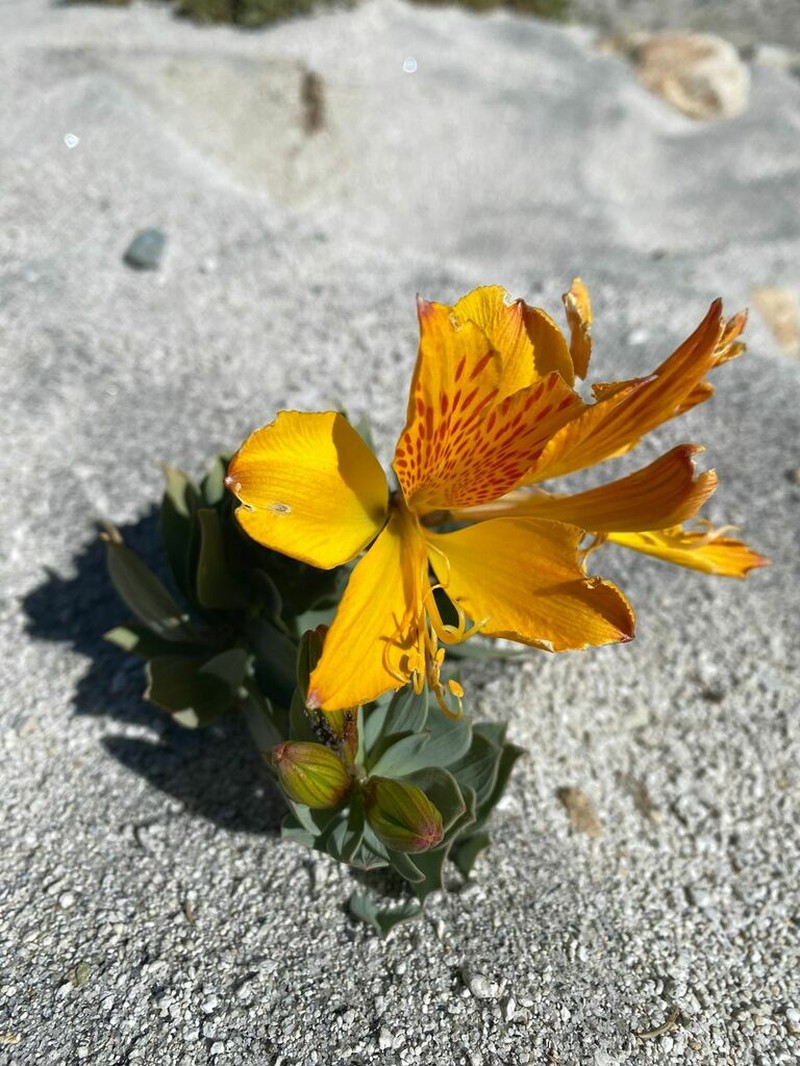 Alstroemeria pseudospathulata photo 6