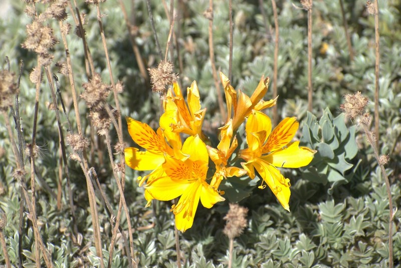 Alstroemeria pseudospathulata photo 7