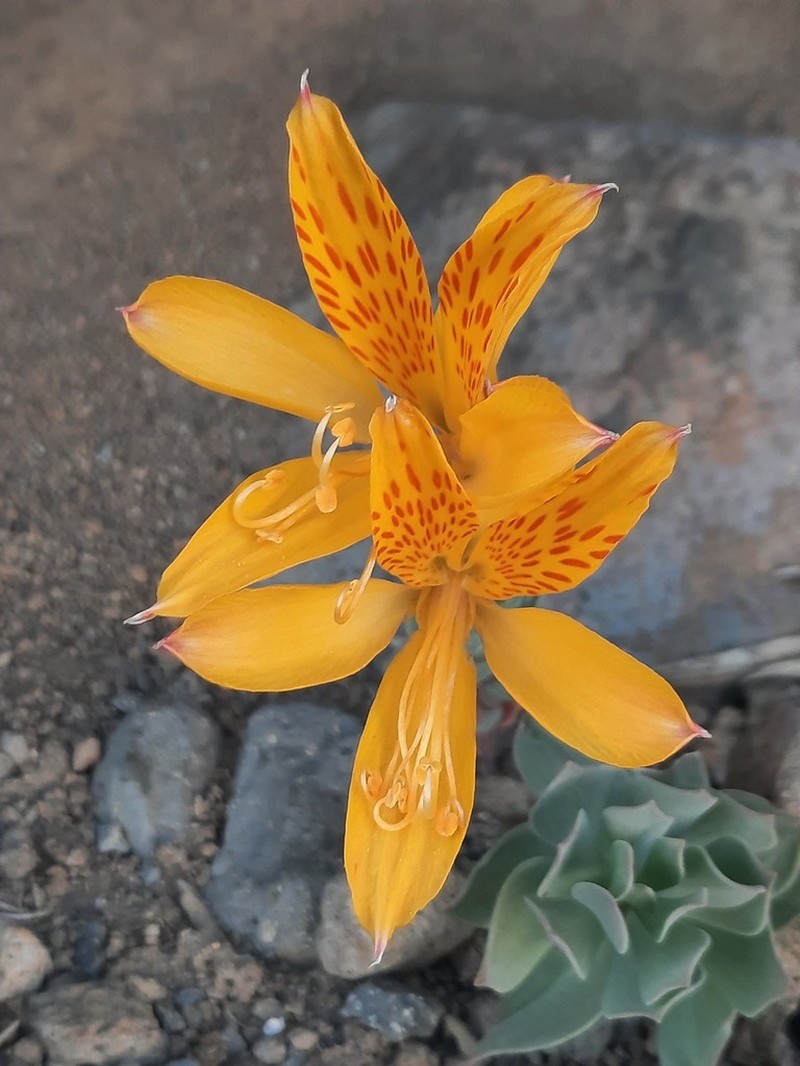 Alstroemeria pseudospathulata photo 8