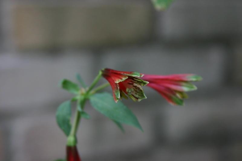 Lily Of The Incas