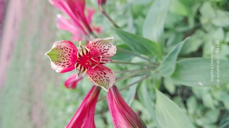 Lily Of The Incas photo 3