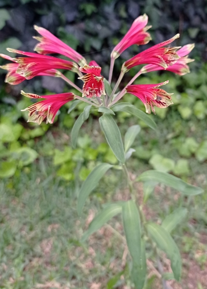 Lily Of The Incas photo 5